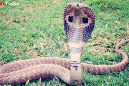 Sangli Vita King Cobra Rescue Wildlife Conservation