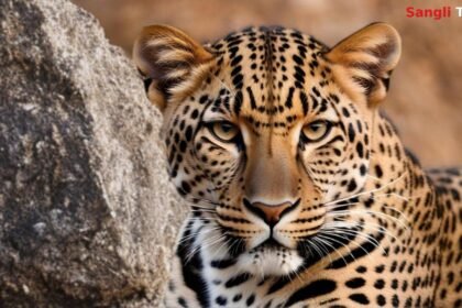 Walwa Aitawade Khurd Leopard Attack Calf Killed