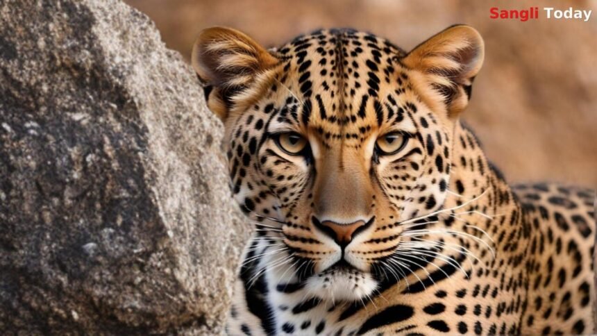 Walwa Aitawade Khurd Leopard Attack Calf Killed