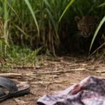 Nerle Leopard Attack Farm Worker