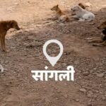 Sangli Municipal Dog Shelter Animal Carcass Incinerator Project Approval