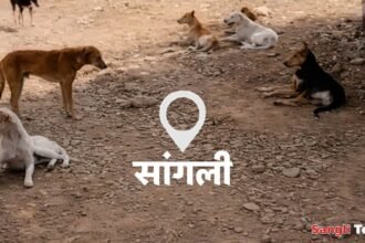 Sangli Municipal Dog Shelter Animal Carcass Incinerator Project Approval