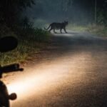 Shirala Walwa Leopard Attack