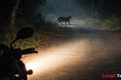 Shirala Walwa Leopard Attack