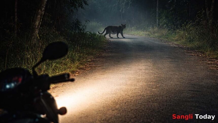 Shirala Walwa Leopard Attack