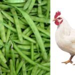 Gavari 280 Chicken Price Sangli Comparison