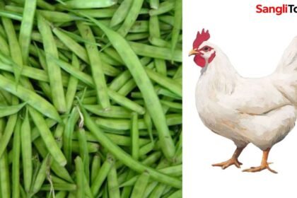 Gavari 280 Chicken Price Sangli Comparison