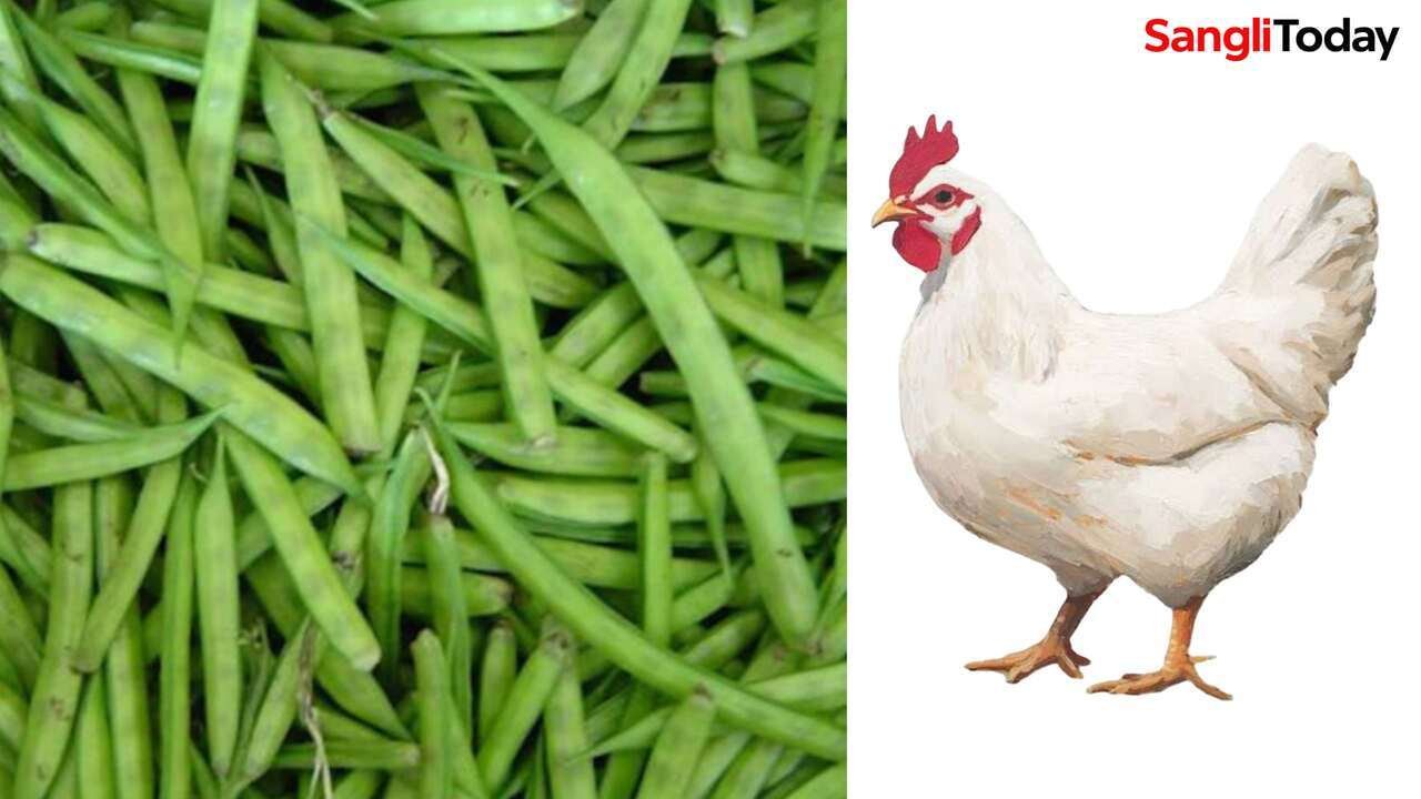 Gavari 280 Chicken Price Sangli Comparison