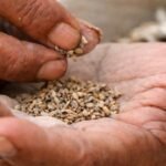 Jat Gutkha Seizure 27-58 Lakh Truck Seized