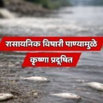 Krishna River Pollution Sangli Fish Death Prithviraj Pawar
