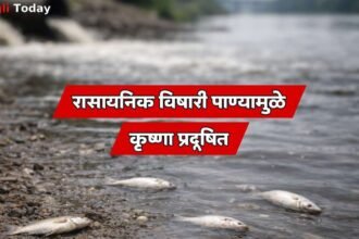 Krishna River Pollution Sangli Fish Death Prithviraj Pawar