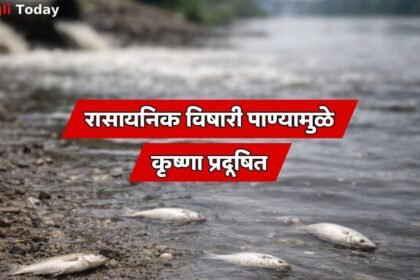 Krishna River Pollution Sangli Fish Death Prithviraj Pawar