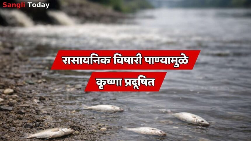 Krishna River Pollution Sangli Fish Death Prithviraj Pawar