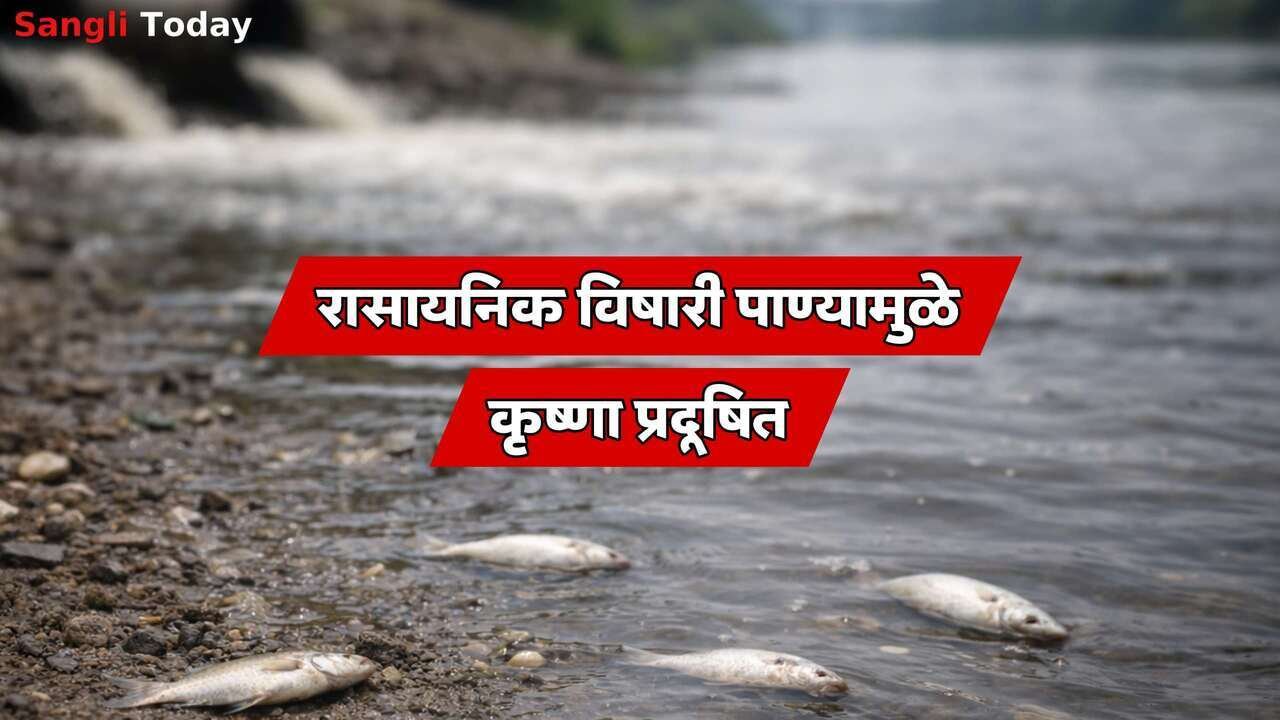 Krishna River Pollution Sangli Fish Death Prithviraj Pawar