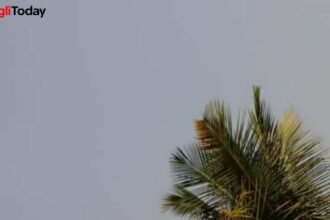 Sangli Rain Alert Next 3 Hours