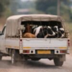 illegal Cattle Transport Mahisaal Sangli