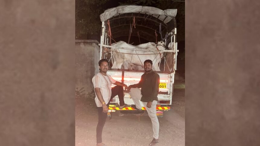Shirol Khillar Bulls Rescued Bolero Pickup Seized
