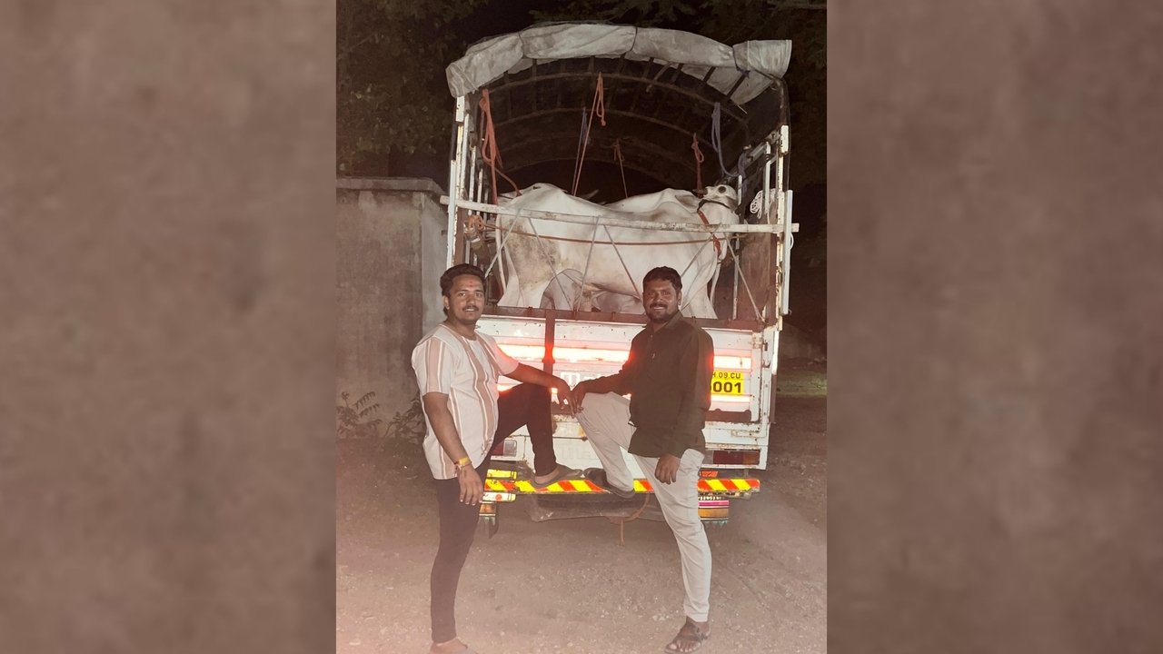 Shirol Khillar Bulls Rescued Bolero Pickup Seized